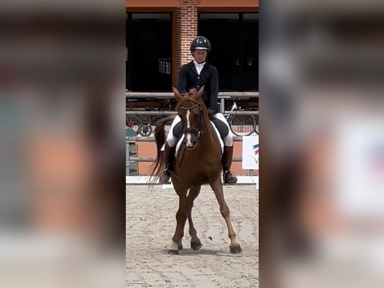 Arabian horses Gelding 7 years 15 hh Chestnut-Red in heugueville sur sienne