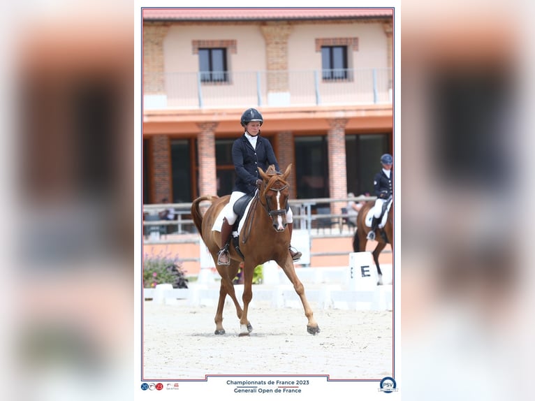 Arabian horses Gelding 7 years 15 hh Chestnut-Red in heugueville sur sienne