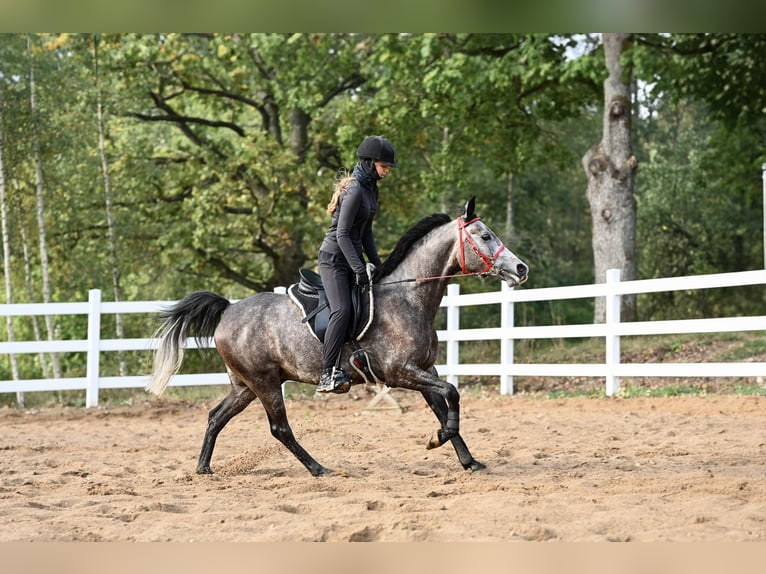 Arabian horses Gelding 7 years 15 hh Gray in Trakai