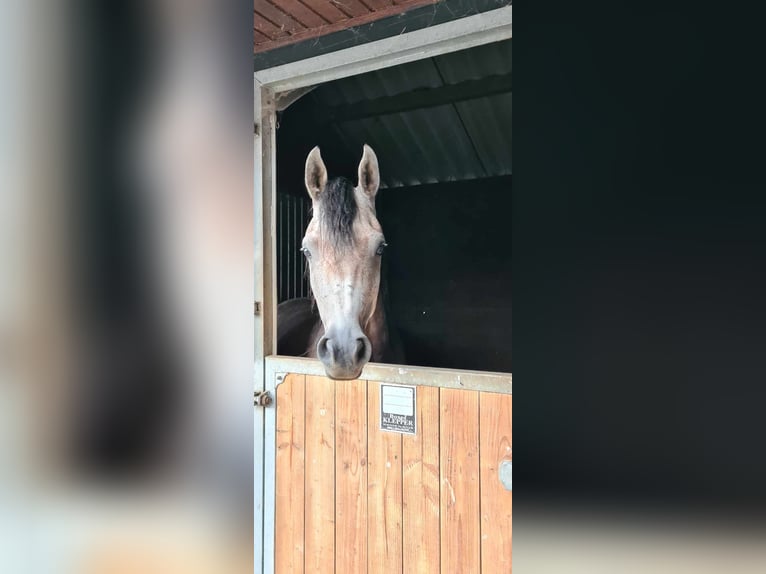 Arabian horses Gelding 7 years 15 hh Gray-Fleabitten in Houffalize