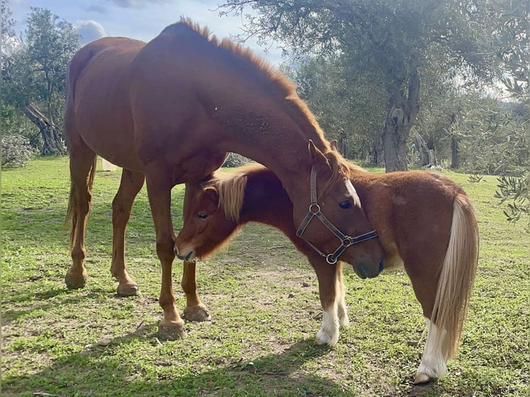 Arabian horses Gelding 7 years 15,1 hh Chestnut-Red in Sorso