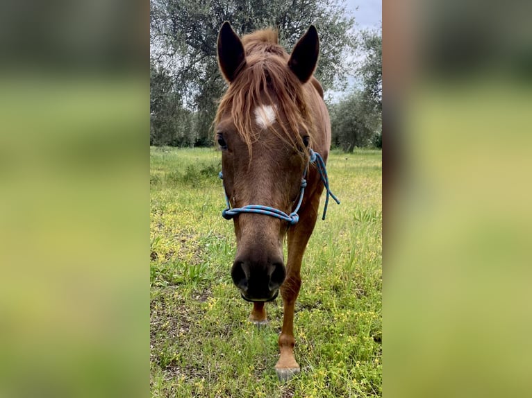 Arabian horses Gelding 7 years 15,1 hh Chestnut-Red in Sorso