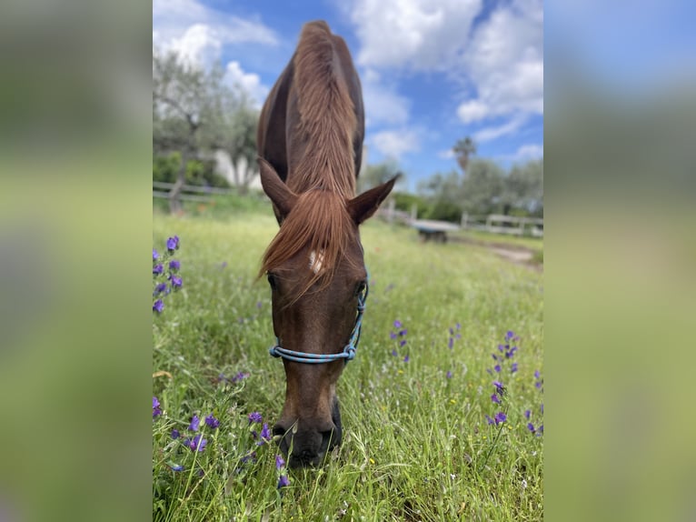 Arabian horses Gelding 7 years 15,1 hh Chestnut-Red in Sorso