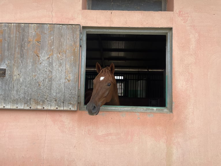 Arabian horses Gelding 7 years 15,1 hh Chestnut-Red in Sorso