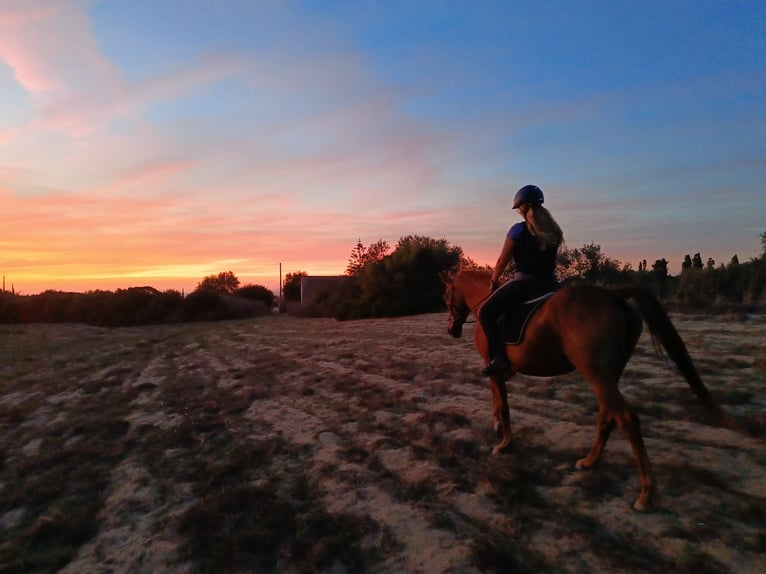 Arabian horses Gelding 7 years 15,1 hh Chestnut-Red in Sorso