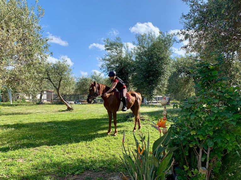 Arabian horses Gelding 7 years 15,1 hh Chestnut-Red in Sorso