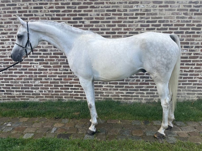 Arabian horses Gelding 7 years 15,1 hh Grey in Zutendaal
