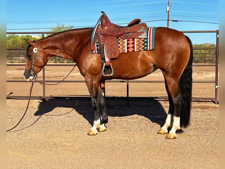 Arabian horses Gelding 7 years 5,3 hh Brown in Los Angeles