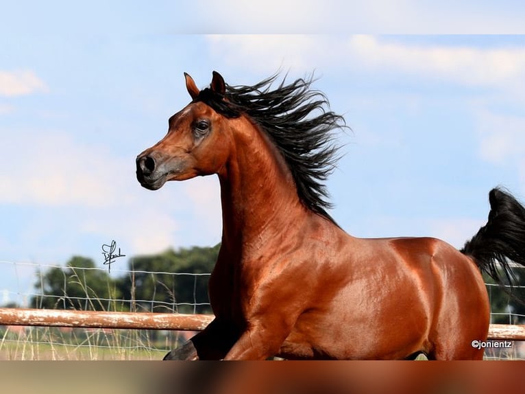 Arabian horses Gelding 7 years Brown in Herzberg am Harz