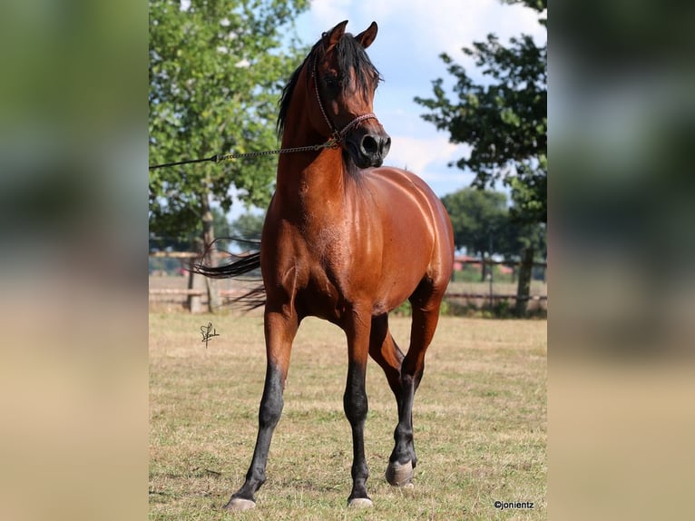 Arabian horses Gelding 7 years Brown in Herzberg am Harz