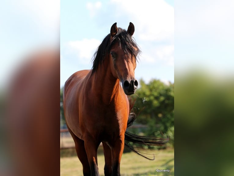 Arabian horses Gelding 7 years Brown in Herzberg am Harz