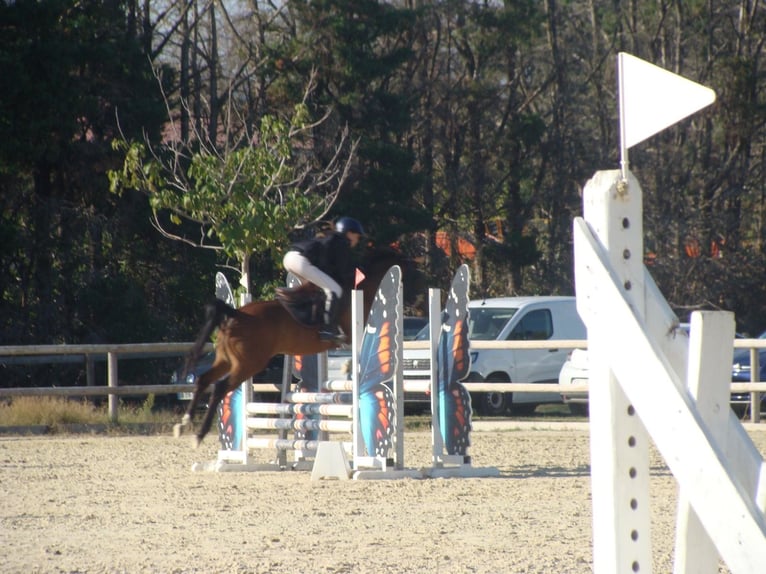 Arabian horses Gelding 8 years 14.1 hh Brown in Saint Gervais sur roubion