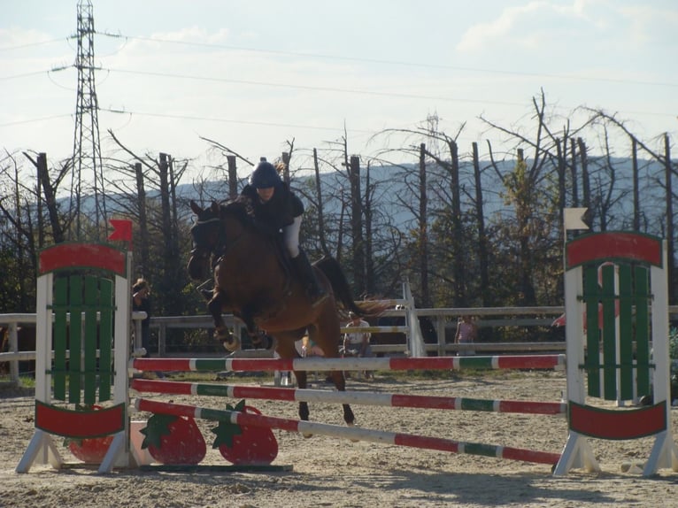 Arabian horses Gelding 8 years 14.1 hh Brown in Saint Gervais sur roubion
