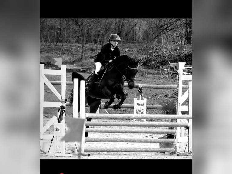 Arabian horses Gelding 8 years 14.1 hh Brown in Saint Gervais sur roubion