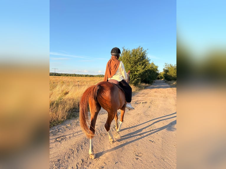 Arabian horses Gelding 8 years 14.1 hh Chestnut-Red in Berlin