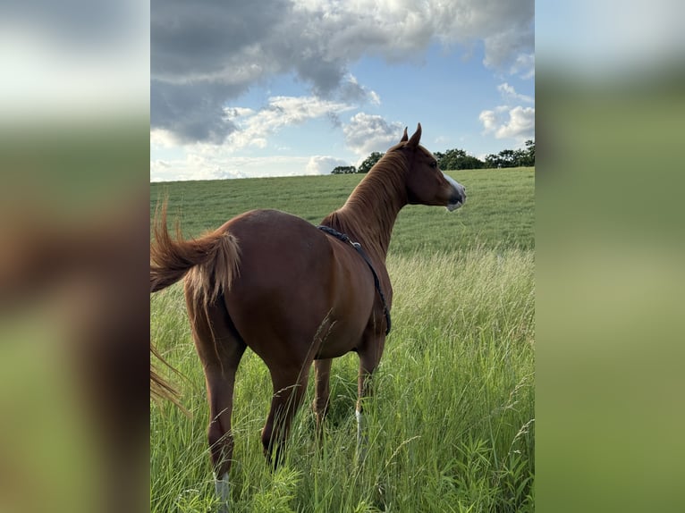 Arabian horses Gelding 8 years 14.1 hh Chestnut-Red in Berlin