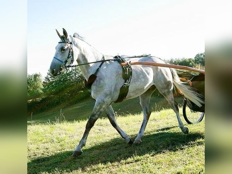 Arabian horses Gelding 8 years 14,3 hh Gray in BOUSSAC