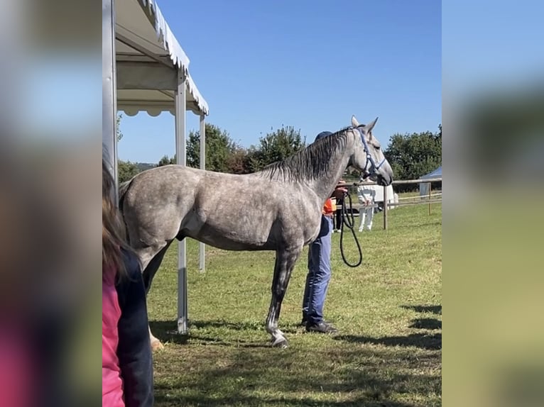 Arabian horses Gelding 8 years 14,3 hh Gray in BOUSSAC