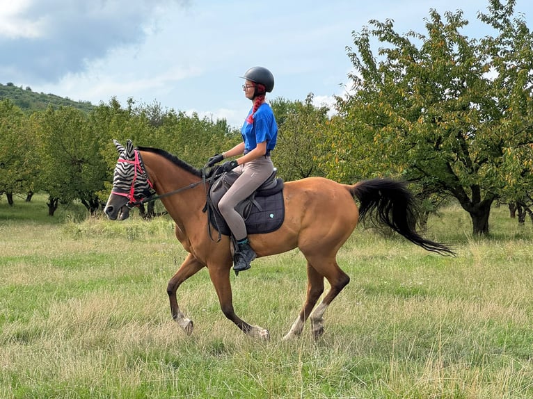 Arabian horses Gelding 8 years 14,2 hh Bay in Sibiu
