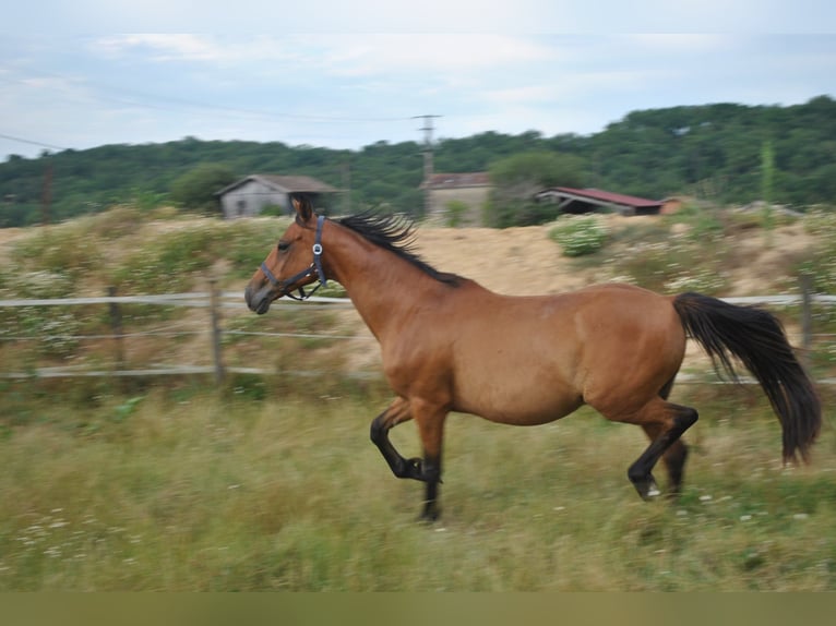 Arabian horses Gelding 8 years 15,1 hh Brown in Berthez