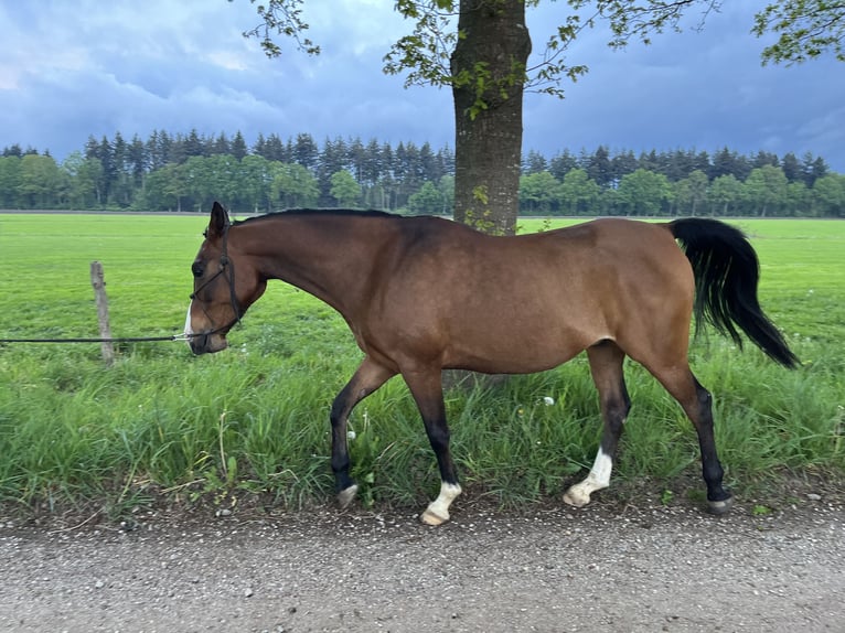 Arabian horses Gelding 8 years 15.1 hh Brown in Loenen