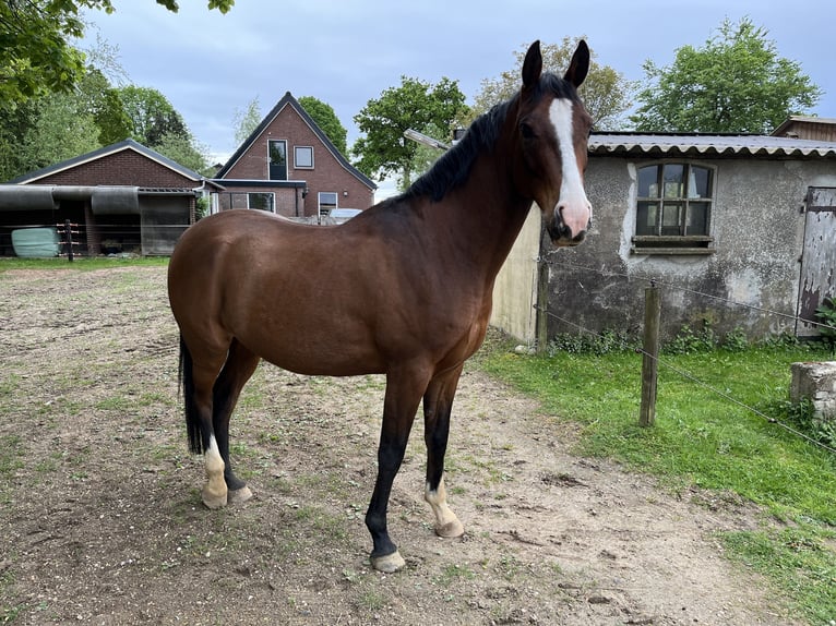 Arabian horses Gelding 8 years 15.1 hh Brown in Loenen