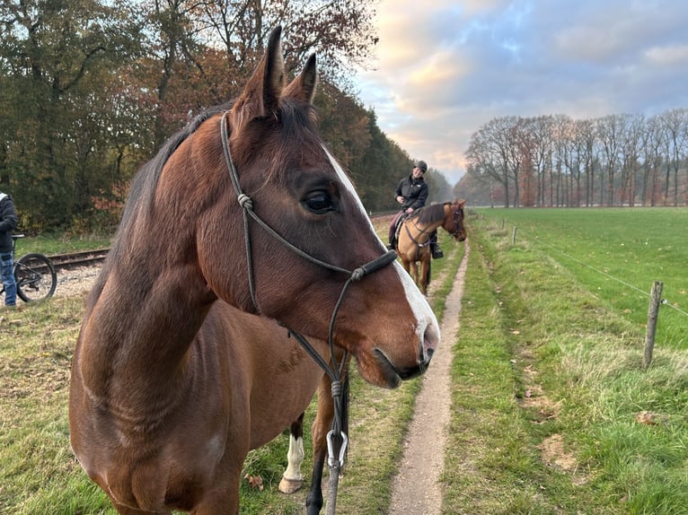 Arabian horses Gelding 8 years 15.1 hh Brown in Loenen