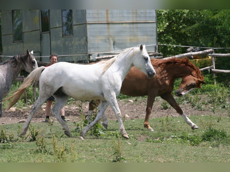 Arabian horses Gelding 8 years 15,1 hh Gray in Olpe