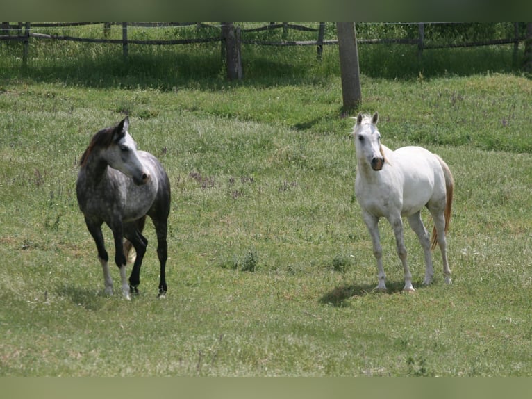 Arabian horses Gelding 8 years 15,1 hh Gray in Olpe