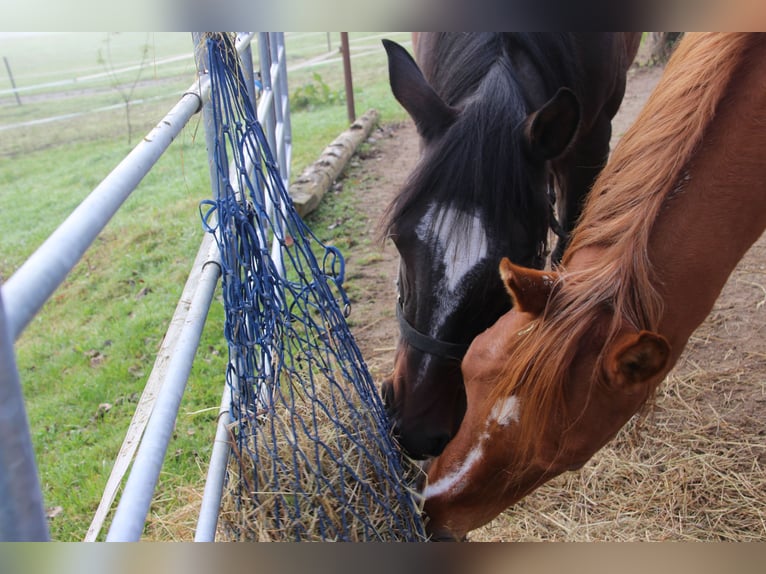 Arabian horses Gelding 8 years 15,2 hh Bay-Dark in Gmunden