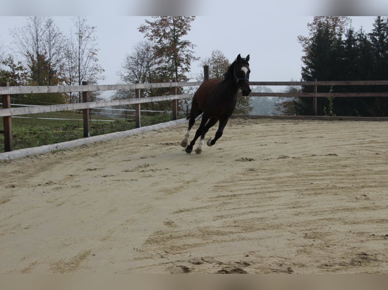 Arabian horses Gelding 8 years 15,2 hh Bay-Dark in Gmunden