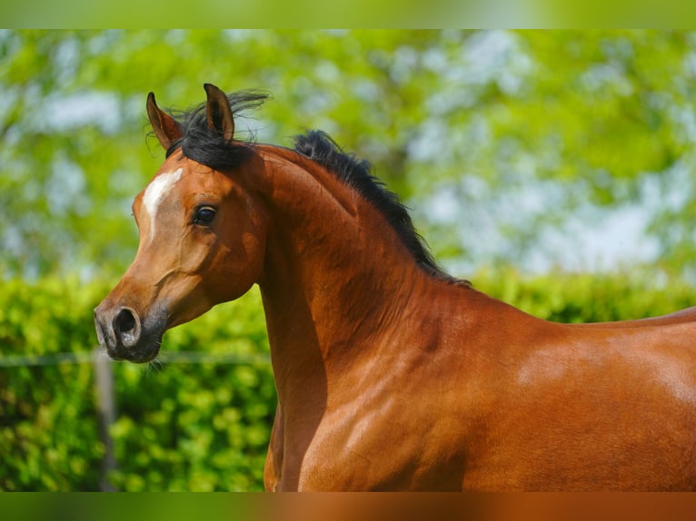 Arabian horses Gelding 8 years 15 hh Brown in Kelpen oler