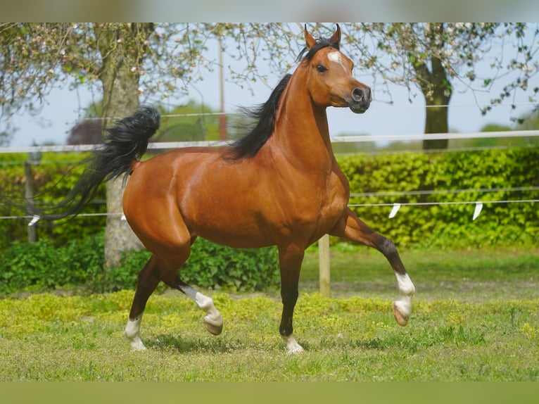 Arabian horses Gelding 8 years 15 hh Brown in Kelpen oler