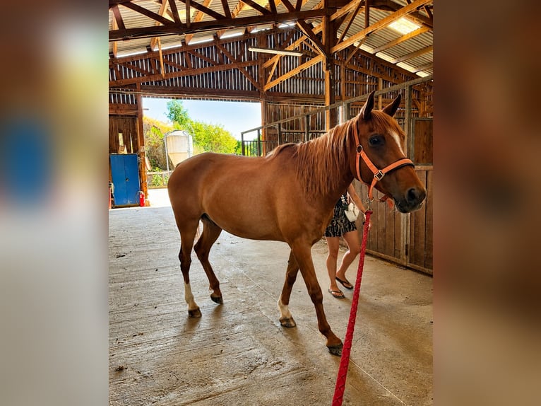 Arabian horses Gelding 8 years 15 hh Chestnut-Red in St Martin en haut