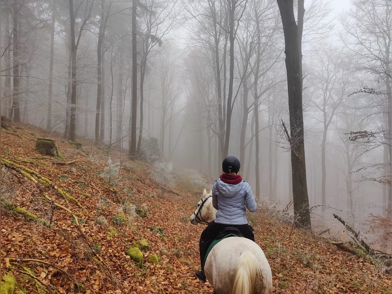Arabian horses Gelding 8 years 15 hh Gray in Speyer