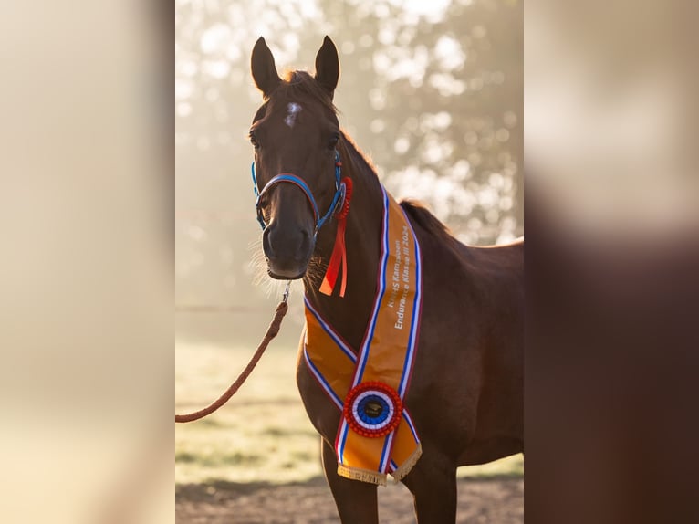 Arabian horses Gelding 8 years 15,1 hh Chestnut in Olmscheid