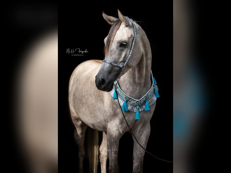 Arabian horses Gelding 8 years 15,2 hh Grey-Fleabitten in Neuhaus