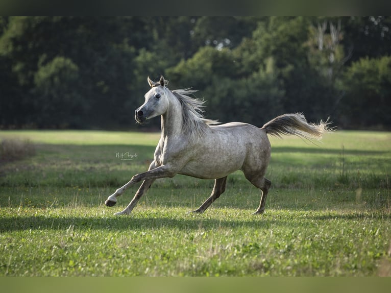 Arabian horses Gelding 8 years 15,2 hh Grey-Fleabitten in Neuhaus