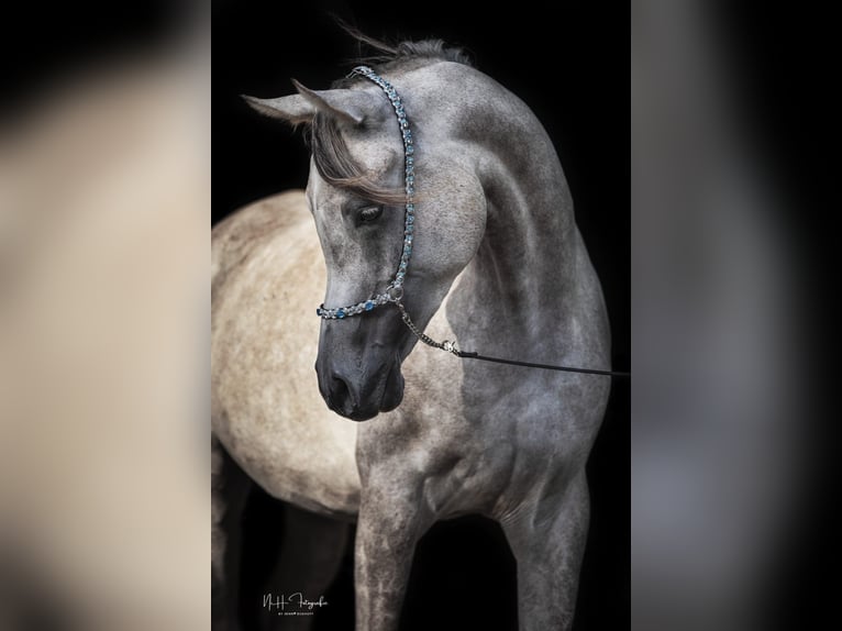 Arabian horses Gelding 8 years 15,2 hh Grey-Fleabitten in Neuhaus