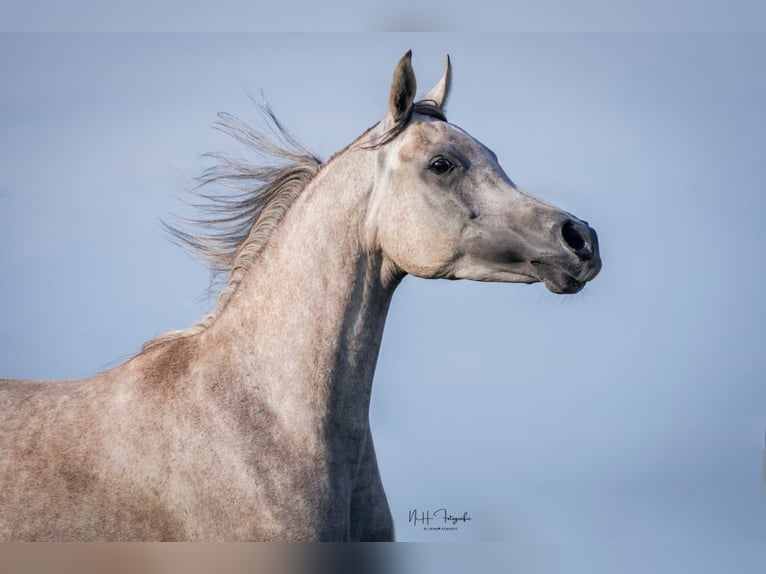 Arabian horses Gelding 8 years 15,2 hh Grey-Fleabitten in Neuhaus