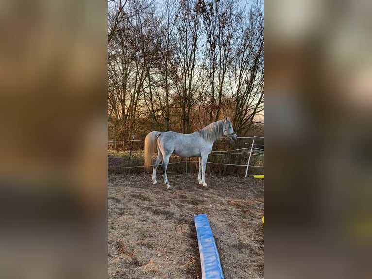Arabian horses Gelding 9 years 14.2 hh Grey in Adelshofen