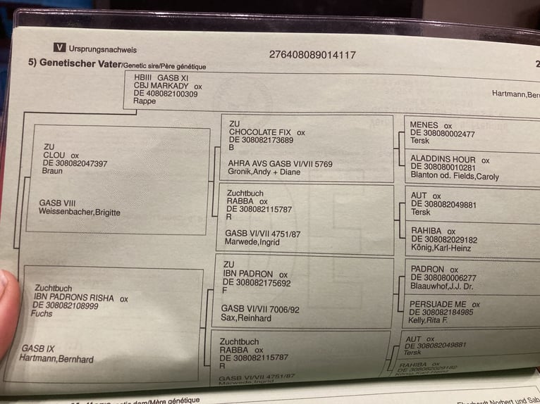 Arabian horses Gelding 9 years 14.2 hh Grey in Sugenheim