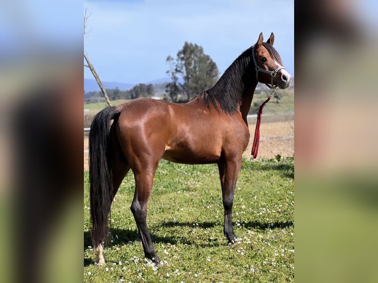 Arabian horses Gelding 9 years 14,3 hh Bay in Alcobaça