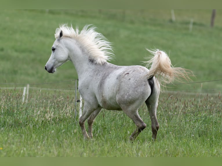 Arabian horses Gelding 9 years 14,1 hh Gray in Wetter (Ruhr)