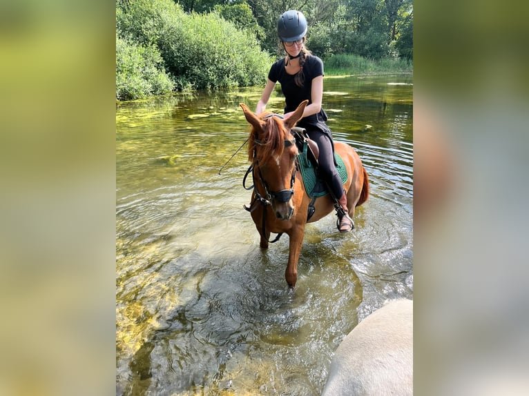 Arabian horses Gelding 9 years 14,2 hh Chestnut-Red in Ossendrecht