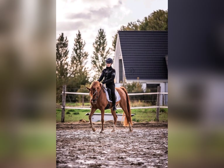 Arabian horses Gelding 9 years 14,2 hh Chestnut-Red in Ossendrecht