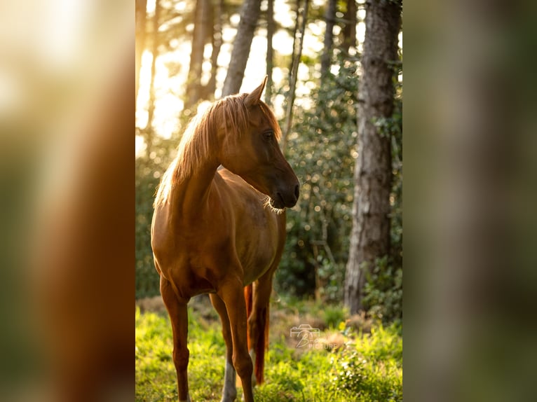 Arabian horses Gelding 9 years 14,2 hh Chestnut-Red in Ossendrecht