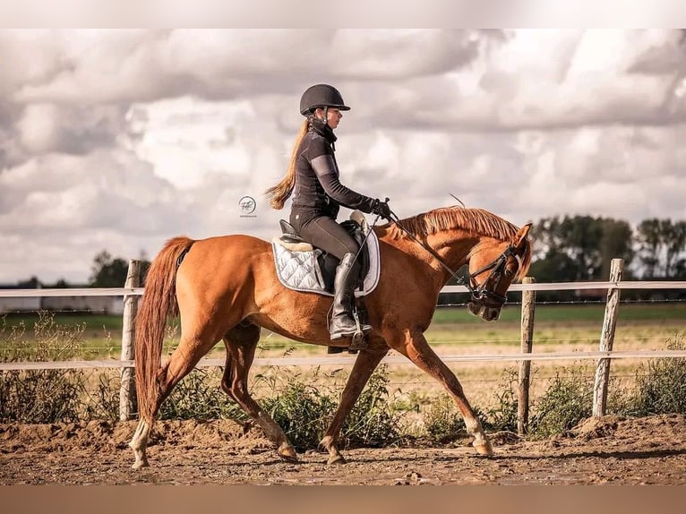 Arabian horses Gelding 9 years 14,2 hh Chestnut-Red in Ossendrecht