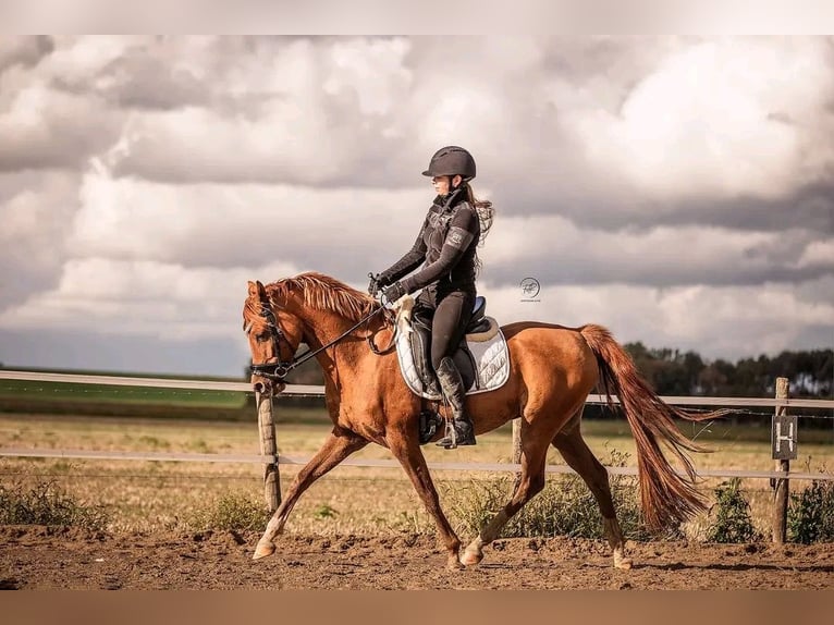 Arabian horses Gelding 9 years 14,2 hh Chestnut-Red in Ossendrecht