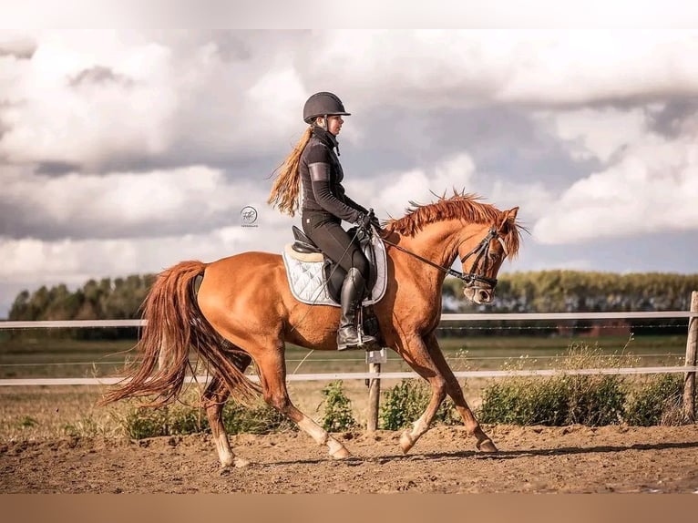 Arabian horses Gelding 9 years 14,2 hh Chestnut-Red in Ossendrecht